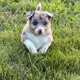 Hera - Blue merle female Border Collie puppy in Scottsboro, Alabama from Bear Hollow Border Collies