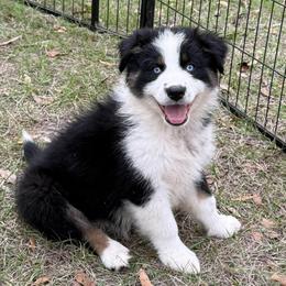 Pozzi - Black tri-color female Australian Shepherd puppy in Mc Alpin, Florida from RussKris Farms Aussies