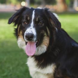 Peter - Tri-color male Border Collie puppy in Fresno, California from Alpine Tails