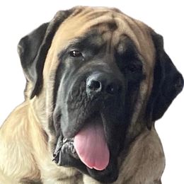 Biscuit - Mastiff