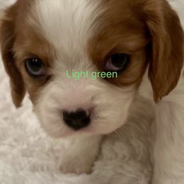 Cavalier King Charles Spaniel Puppies from Rhonda Davis