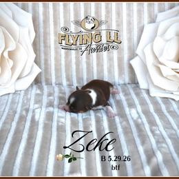 Zeke - Red tri male Miniature Australian Shepherd puppy in Madisonville, Texas from Flying LL Aussies