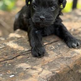 Zoey - Black female Havapoo puppy in Bowling Green, Kentucky from Denise Clark