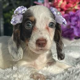 Mira - Piebald female Dachshund puppy in Lakeland, Florida from Elite Doxies Florida