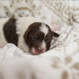 Lilac - Brown and white female Bernedoodle puppy in Delta, Pennsylvania from KEE Bernedoodles