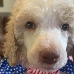 Boy 3 - Poodle puppy in Meeker, Oklahoma from Sooner State Standards