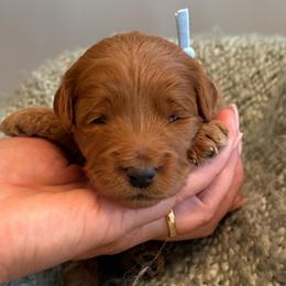 Grace's Baby Blue - Red  male Goldendoodle puppy in Greenville, South Carolina from Law Doodles of SC