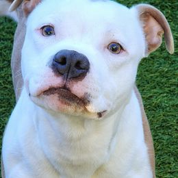 Boss - Staffordshire Bull Terrier