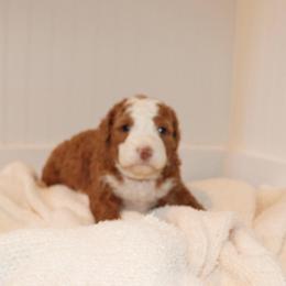 Lexi - Red female Bernedoodle puppy in Narvon, Pennsylvania from Mahlon's Bernedoodles