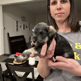Girl 1 - Salt and pepper female Miniature Schnauzer puppy in Rome, Georgia from Lauren Ivascu