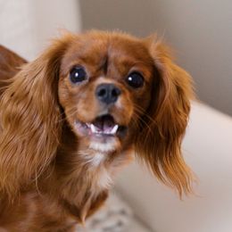 Cavalier King Charles Spaniels from Amanda Woodall