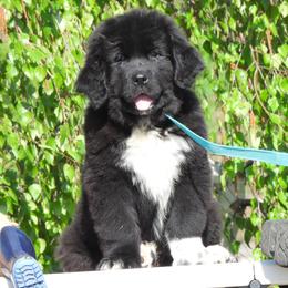 Daffodil - Black female Newfoundland puppy in Dalton, Ohio from Newfforu