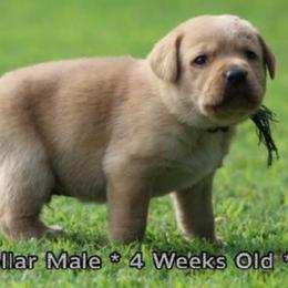 Obi (Black Collar) - Yellow male Dilute Retriever puppy in Little Rock, Arkansas from Charcoal And Silver Labs