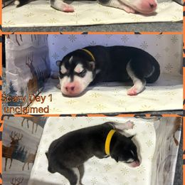 Scary - Black and white male Siberian Husky puppy in Canton, Ohio from Bleu Skies Siberian Huskies