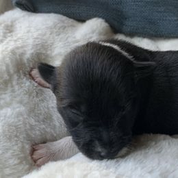 Border Collie Puppies from Best Friend Borders