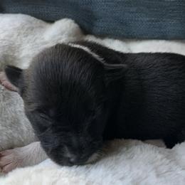 Border Collie Puppies from Best Friend Borders