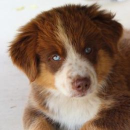 Miniature American Shepherds and Miniature Australian Shepherds from Locust Grove Mini Aussies and American shepherds