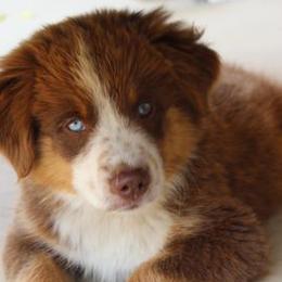 Miniature American Shepherds and Miniature Australian Shepherds from Locust Grove Mini Aussies and American shepherds