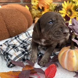 Fern - Chocolate female Great Dane puppy in Grand Blanc, Michigan from Green’s Great Danes