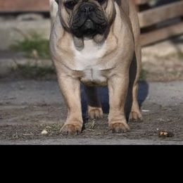 Sasha - French Bulldog