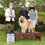 Chow Chow Puppies from Naiman Chow Chows