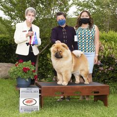 Chow Chow Puppies from Naiman Chow Chows