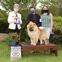 Chow Chow Puppies from Naiman Chow Chows