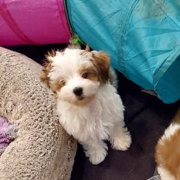 Havanese from GoldDust Havanse