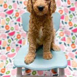 Watermelon - Goldendoodle puppy in Shreveport, Louisiana from Faith's Southern Goldendoodles