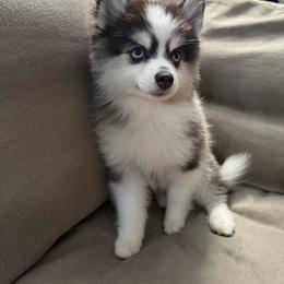 Bubbles - Black and white female Pomsky puppy in West Sacramento, California from Pinkie's Pomskies