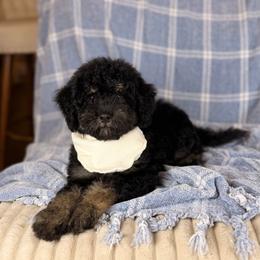 Tortugas - Tri-color male Bernedoodle puppy in Sweetwater, Florida from Sandy Snout Doodles