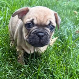 Fred - Fawn male French Bulldog puppy in Billings, Montana from Yellowstone Frenchies