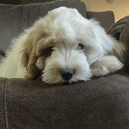 Cavapoo Puppies from Molly n Friends