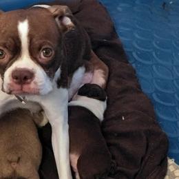 Daisy Duke - Boston Terrier
