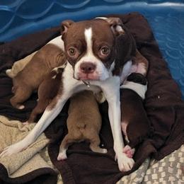 Daisy Duke - Boston Terrier