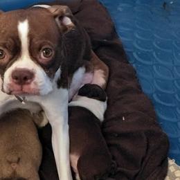 Daisy Duke - Boston Terrier