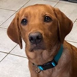 Cay - Labrador Retriever