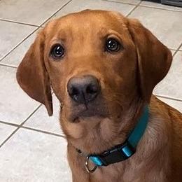 Cay - Labrador Retriever