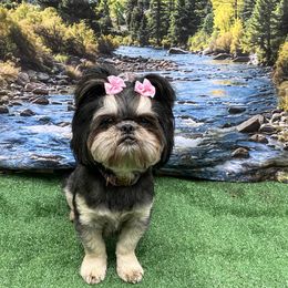 Mya - Shih Tzu