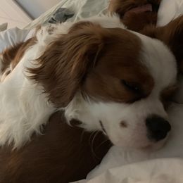 Spencer - Cavalier King Charles Spaniel