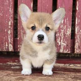 Drew - Red male Pembroke Welsh Corgi puppy in Anton, Texas from X Bar's Lil Legs of Texas