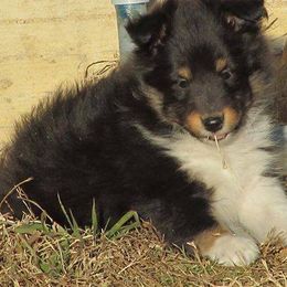 Shetland Sheepdog Puppies from September Morning Shelties