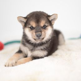 Girl 2🩷 Black and Tan Girl - Black and tan female Shiba Inu puppy in Neosho, Missouri from Sunny Terrace Shibas