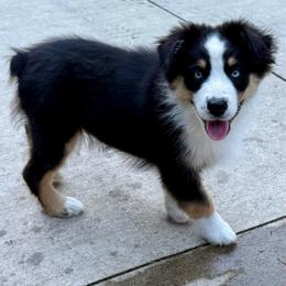 Harry - Black tri male Miniature Australian Shepherd puppy in Patterson, North Carolina from DreamLine Aussies