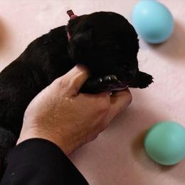 Honor (Pink) - Fawn female Boerboel puppy in Delta, Colorado from SATA Kennels