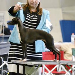 Kira - Italian Greyhound