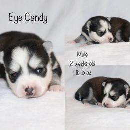 Eye Candy - Black and white male Pomsky puppy in Denham Springs, Louisiana from Bayouland Pomskies