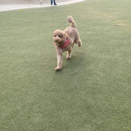 Bernedoodle, Goldendoodle, and Sheepadoodle Puppies from Dhalia’s Doodles