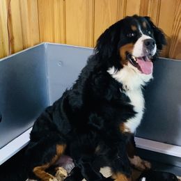Boy 2 - Black rust and white male Bernese Mountain Dog puppy in Bristol, Tennessee from Holston Hollow Farm