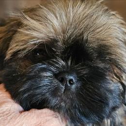 Meadow - Black gold and silver female Shih Tzu puppy in Sanger, California from Hillsides Shih-Tzu